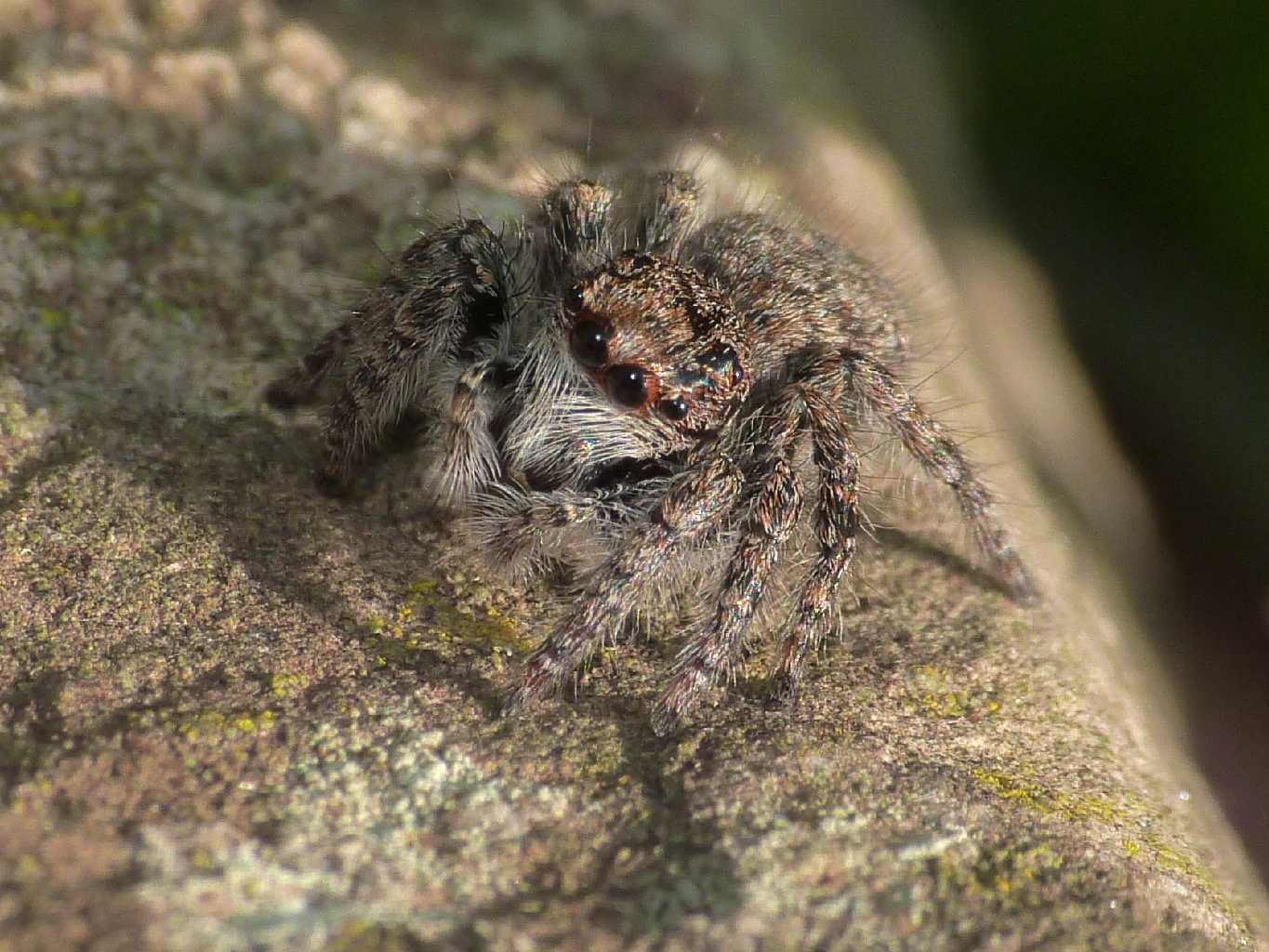 Philaeus chrysops - Montalto Uffugo (CS)